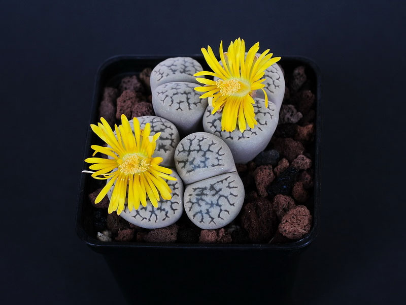 Lithops hookeri v. susannae